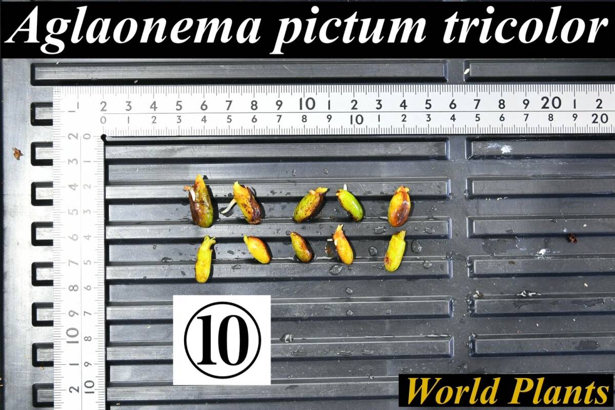 10　Aglaonema　pictum tricolor from South Sumatra アグラオネマ　ピクタム　トリカラー 種10粒_画像1