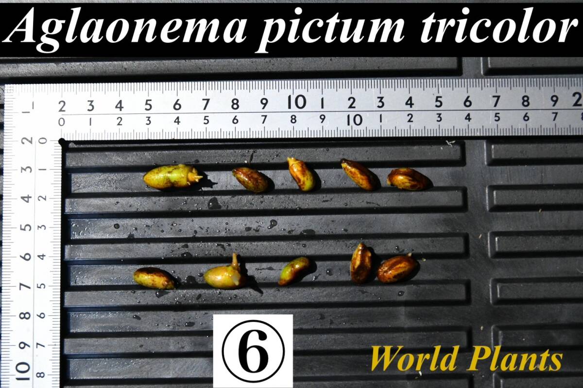 ６ Aglaonema pictum tricolor from South Sumatra アグラオネマ ピクタム トリカラー 種10粒の画像1