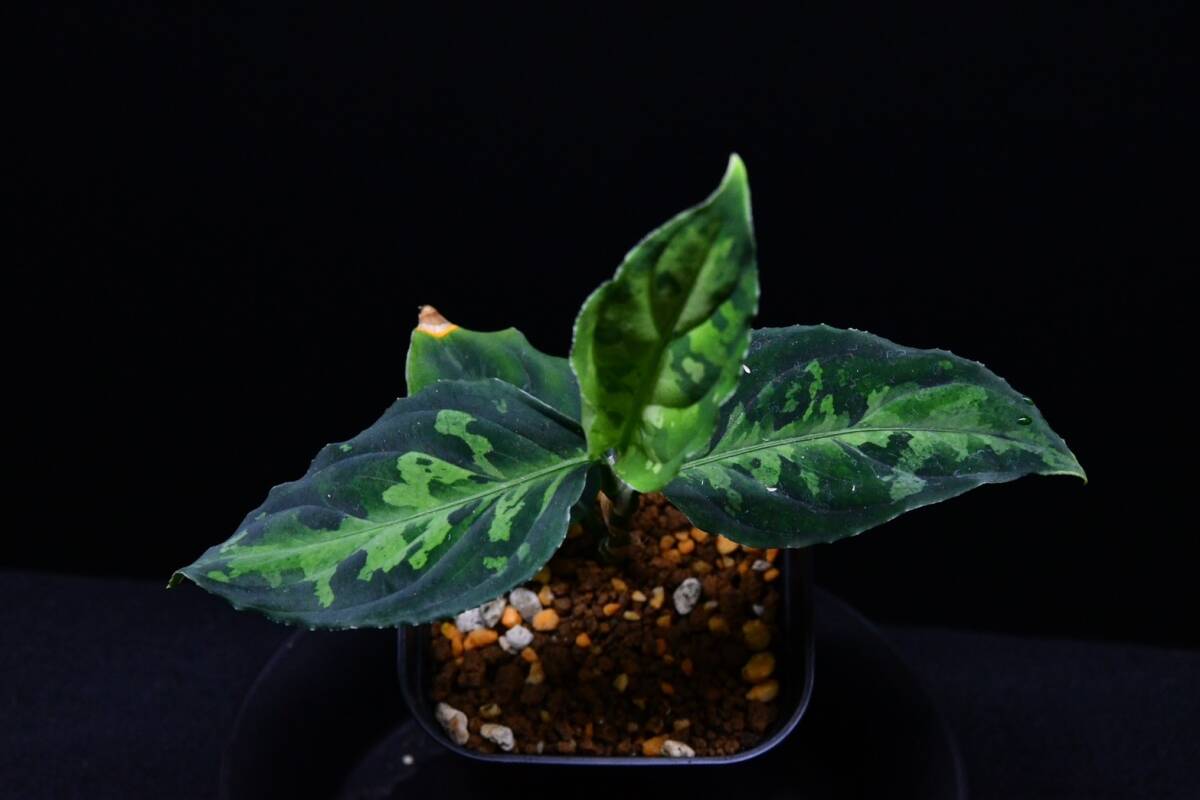 9 Aglaonema pictum tricolor from South Sumatra アグラオネマ ピクタム トリカラーの画像8