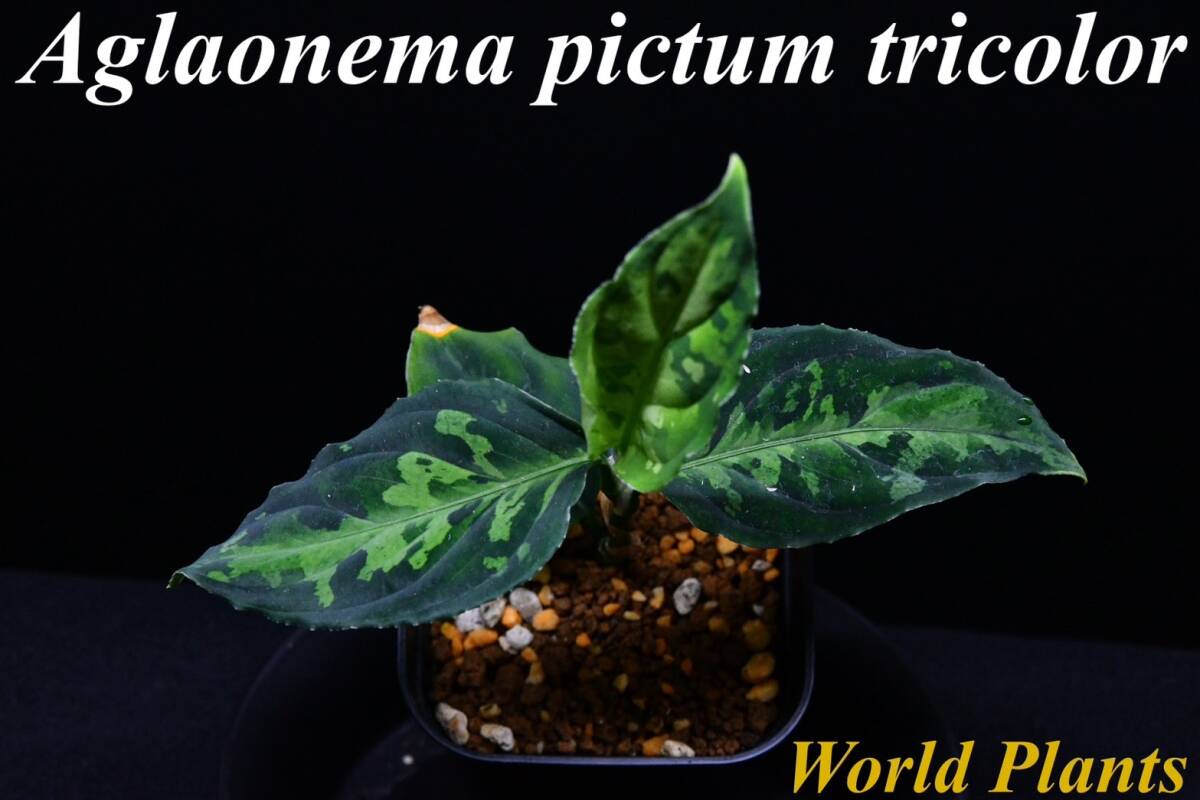 9 Aglaonema pictum tricolor from South Sumatra アグラオネマ ピクタム トリカラーの画像1