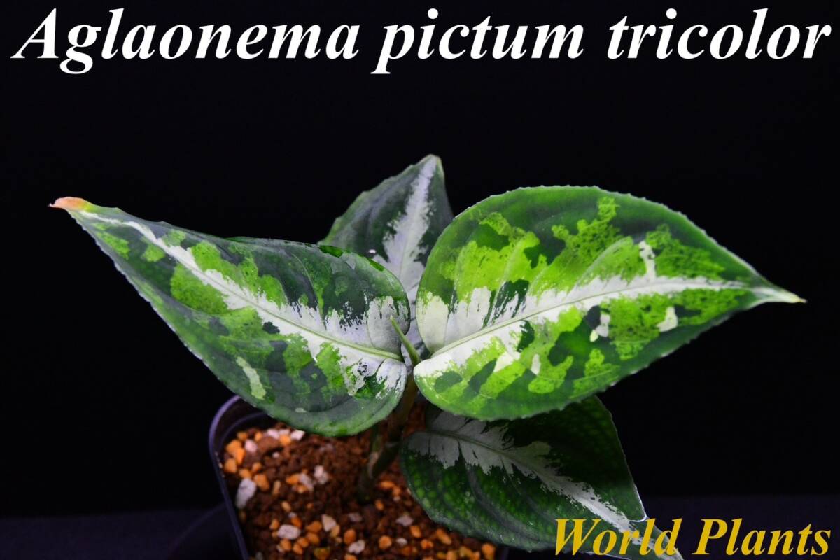 10 Aglaonema pictum tricolor from South Sumatra アグラオネマ ピクタム トリカラーの画像1