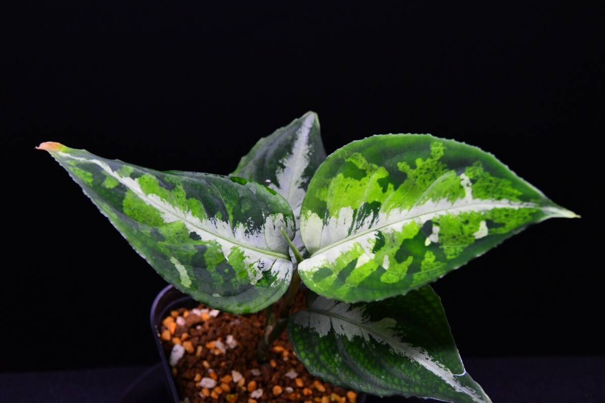 10 Aglaonema pictum tricolor from South Sumatra アグラオネマ ピクタム トリカラーの画像5