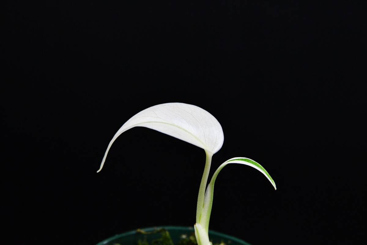 1 斑入りモンステラ ホワイトタイガー Monstera borsigiana 'White Tiger' の画像5