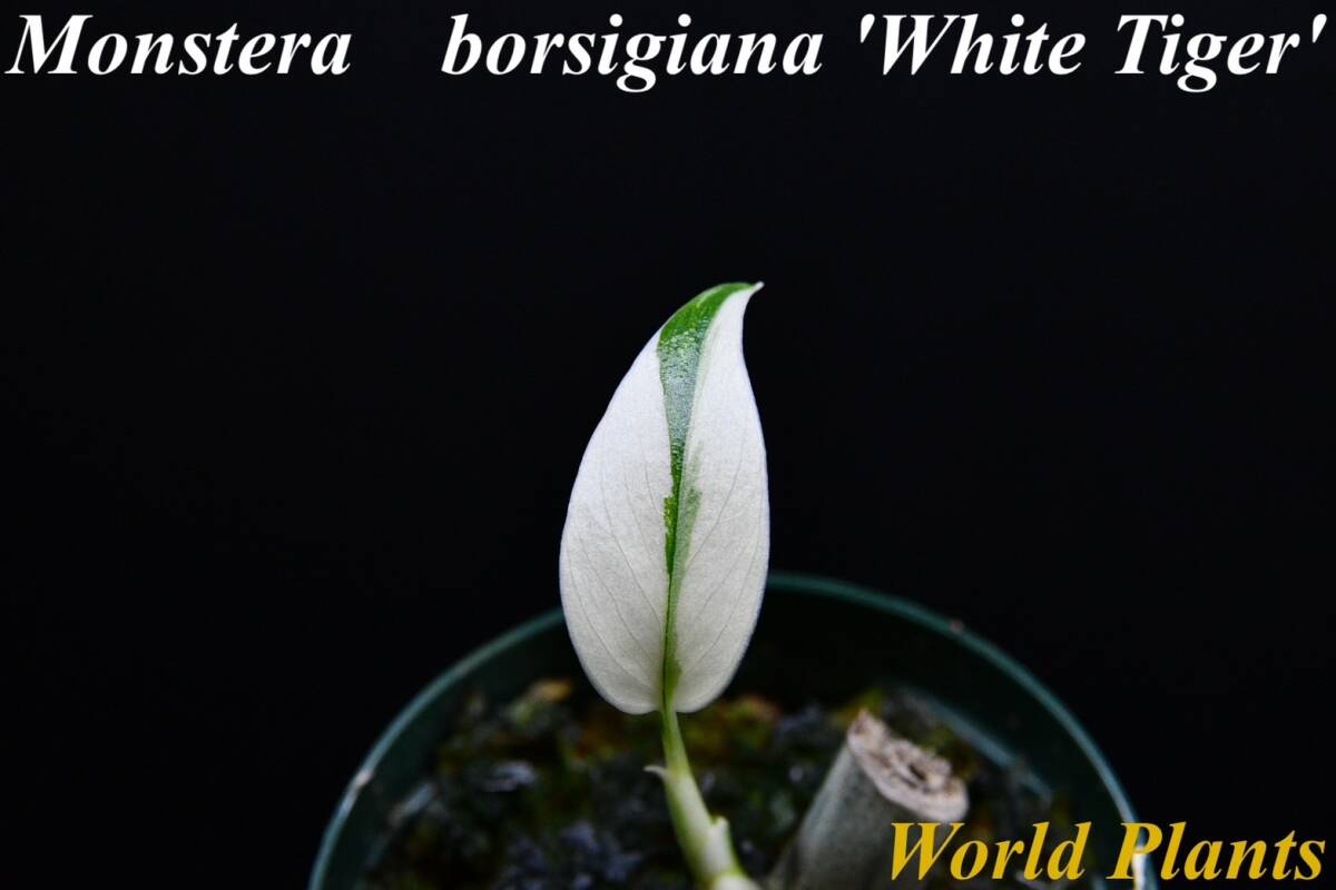 ２ 斑入りモンステラ ホワイトタイガー Monstera borsigiana 'White Tiger' の画像1