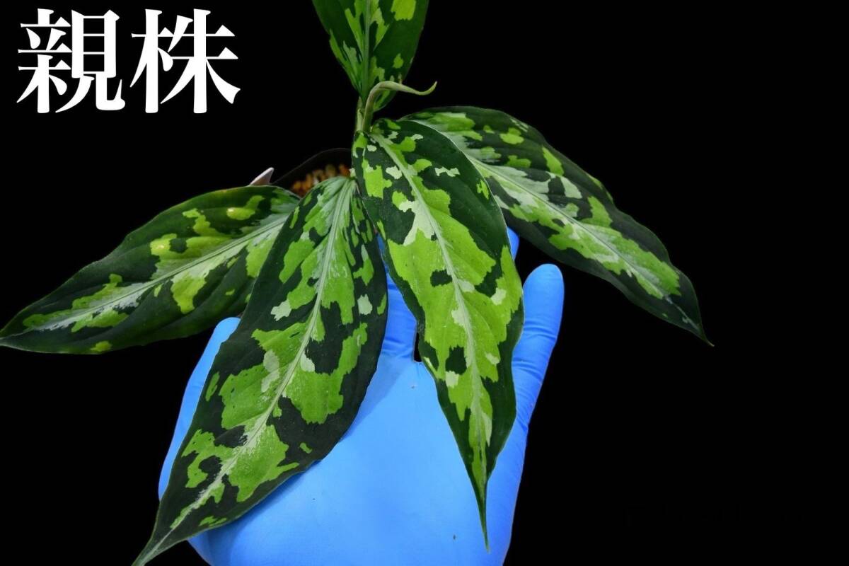 Aglaonema pictum tricolor type EUREKA from Plau Nias アグラオネマ ピクタム トリカラー エウレカ ニアス産の画像1