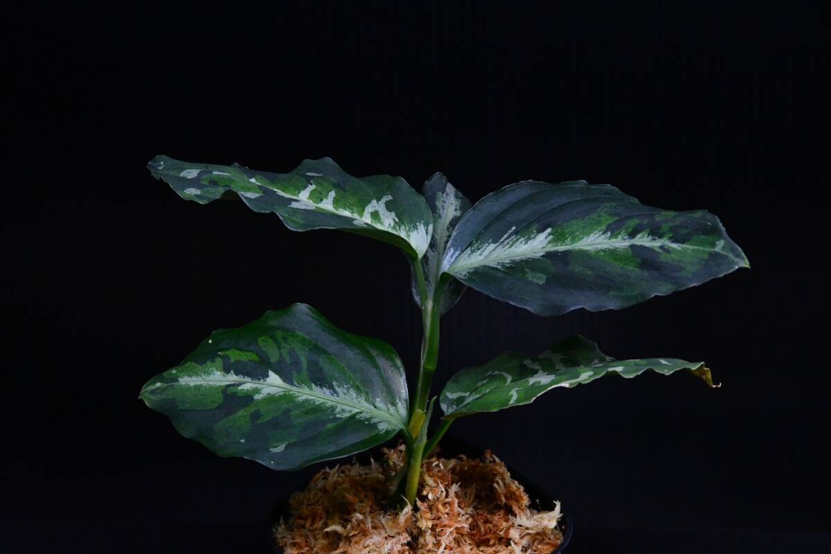 おすすめ株 ２ Aglaonema pictum tricolor from South Sumatra アグラオネマ ピクタム トリカラーの画像3
