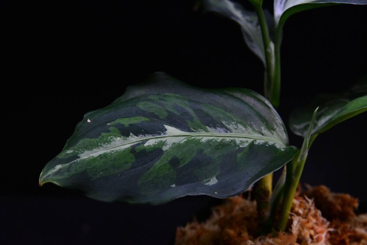 おすすめ株 ２ Aglaonema pictum tricolor from South Sumatra アグラオネマ ピクタム トリカラーの画像9