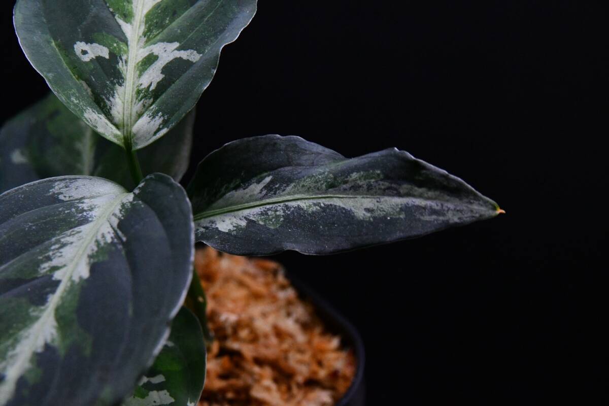 おすすめ株 ２ Aglaonema pictum tricolor from South Sumatra アグラオネマ ピクタム トリカラーの画像7