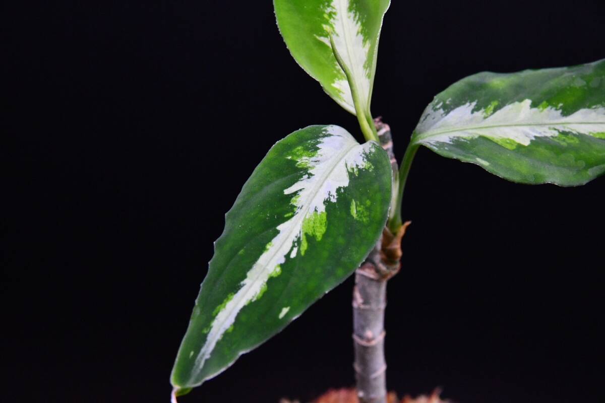 ３ Aglaonema pictum tricolor from Aceh アグラオネマ ピクタム トリカラーの画像7