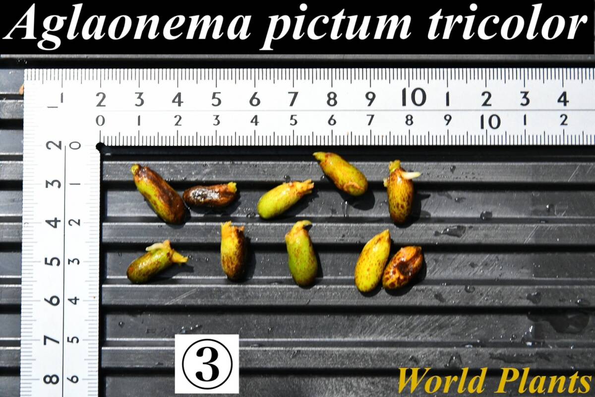 ３ Aglaonema pictum tricolor from South Sumatra アグラオネマ ピクタム トリカラー 種10粒の画像1