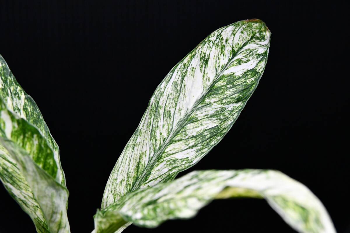 スパティフィラムセンセーション・バリエガータ　Spathiphyllum ‘sensation variegated_画像5