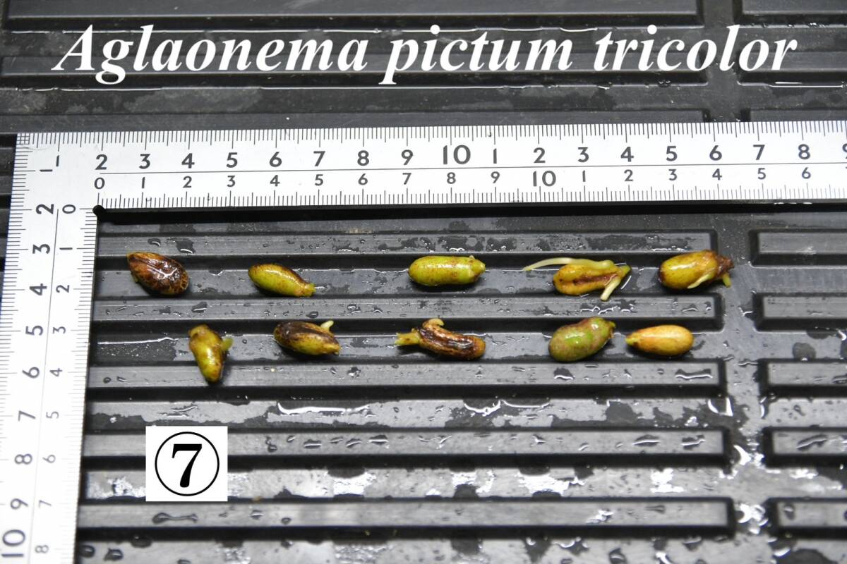7　Aglaonema　pictum tricolor from South Sumatra アグラオネマ　ピクタム　トリカラー 種10粒_画像1