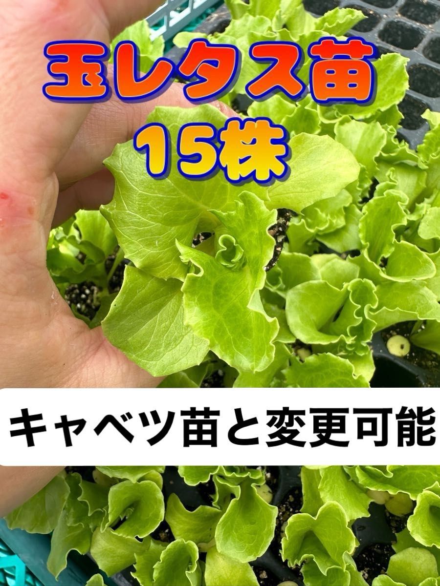 玉レタス苗×15  無農薬