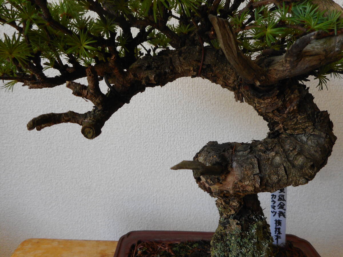  needle leaf deciduous tree (matsu.)ka llama tsu. manner bonsai 