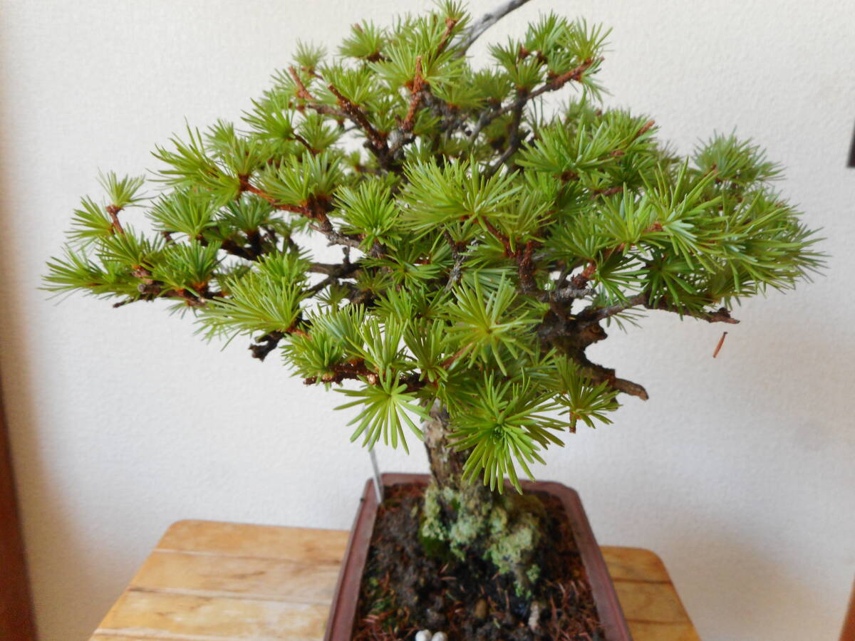  needle leaf deciduous tree (matsu.)ka llama tsu. manner bonsai 