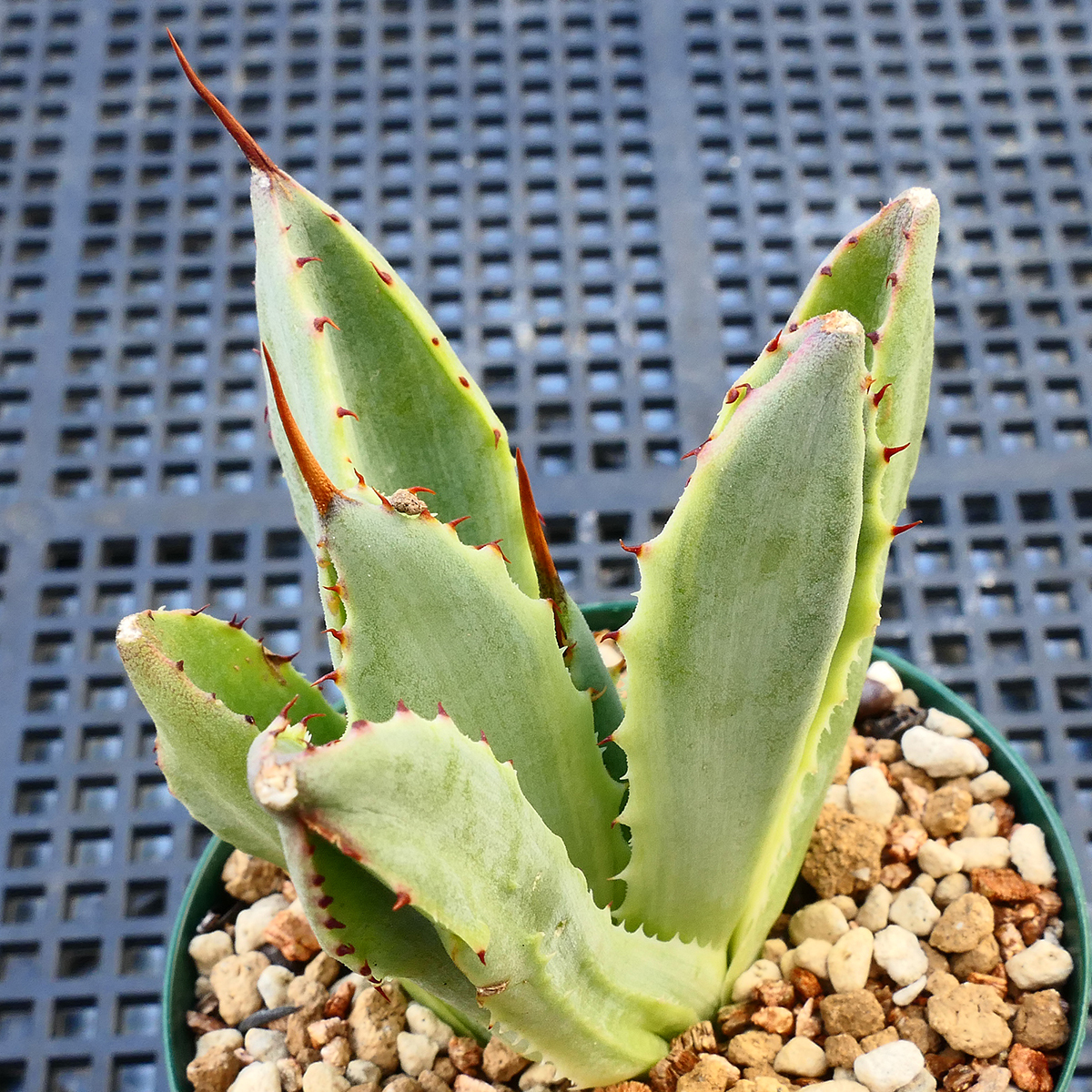 多肉植物 アガベ ポタトラム キュービック 錦 覆輪 E4 珍品 希少 Agave potatorum 'Cubic' f.variegata_画像4