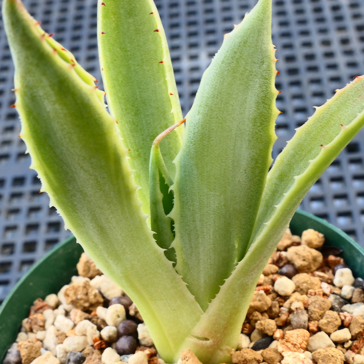 多肉植物 アガベ ポタトラム キュービック 錦 覆輪 E5 珍品 希少 Agave potatorum 'Cubic' f.variegata_画像6