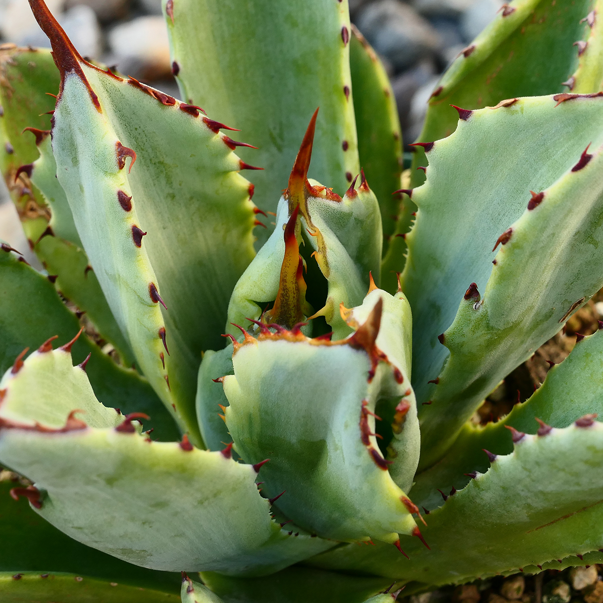 多肉植物 アガベ ポタトラム キュービック 錦 覆輪 Z05 珍品 希少 Agave potatorum 'Cubic' f.variegataの画像5