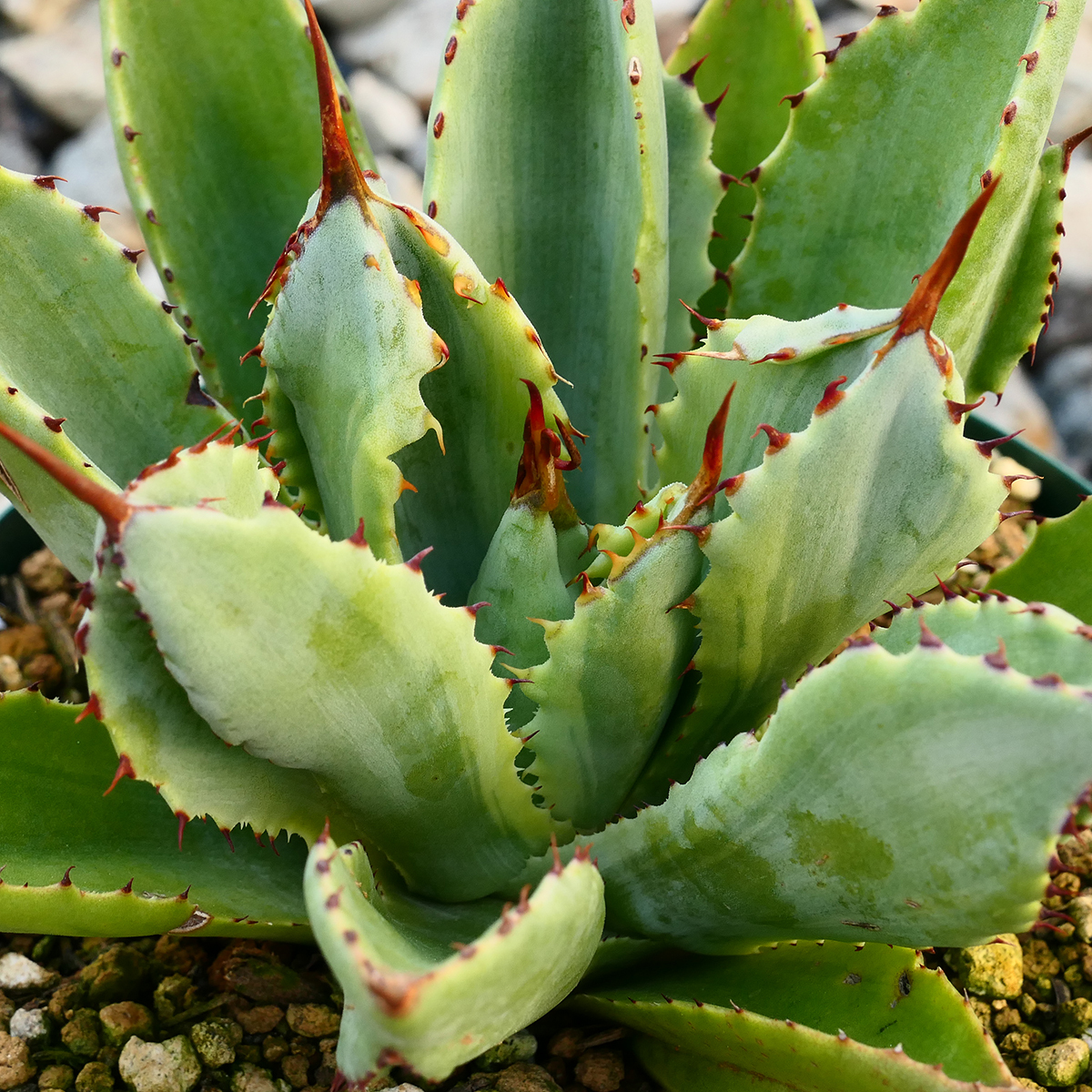 多肉植物 アガベ ポタトラム キュービック 錦 覆輪 Z06 珍品 希少 Agave potatorum 'Cubic' f.variegataの画像3