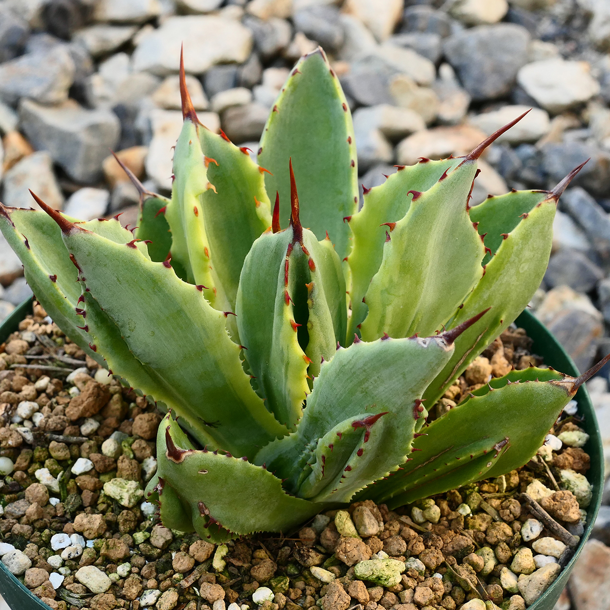 多肉植物 アガベ ポタトラム キュービック 錦 覆輪 Z07 珍品 希少 Agave potatorum 'Cubic' f.variegataの画像6