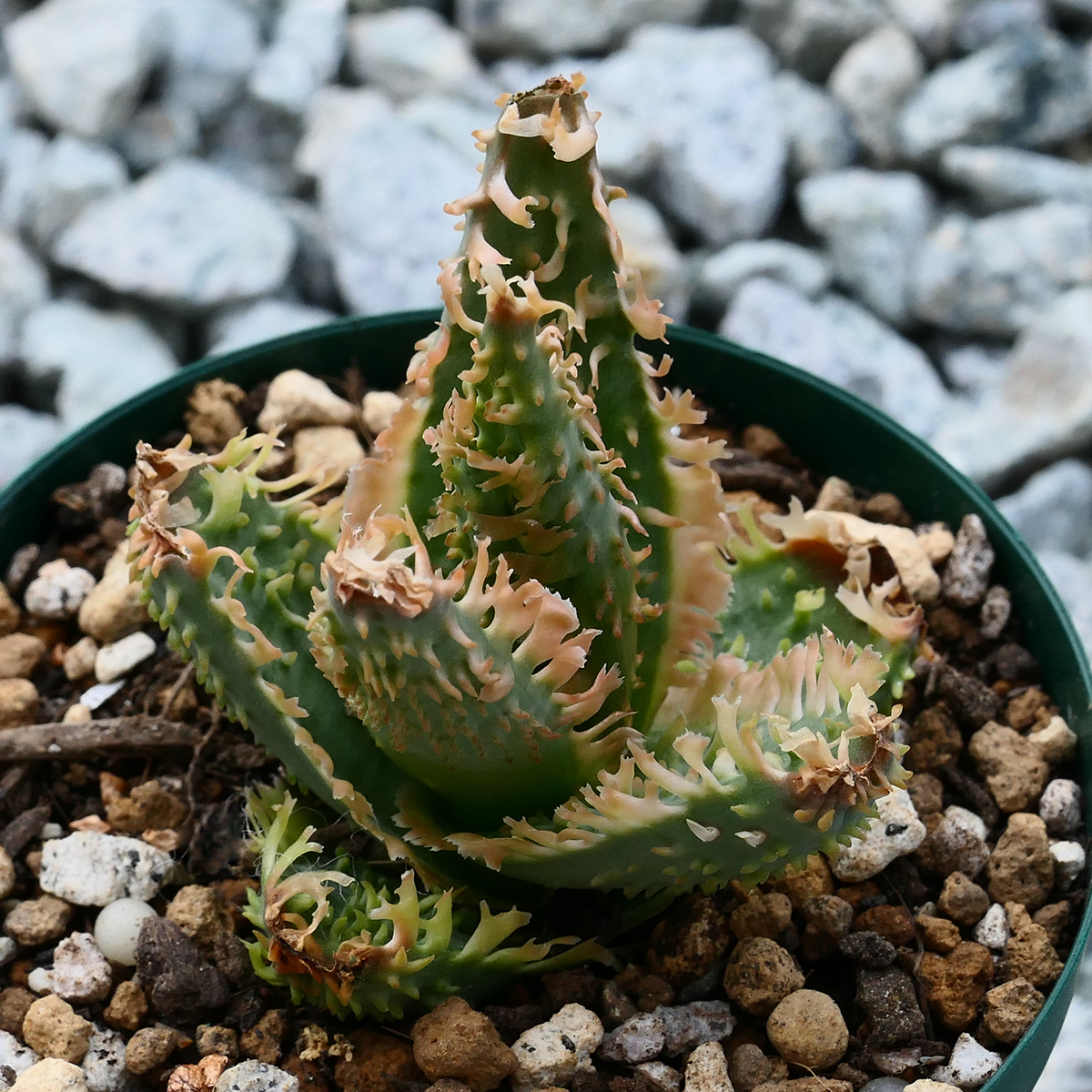 多肉植物 アロエ ハイブリッド ５種類セット Aloe hybrid_画像6