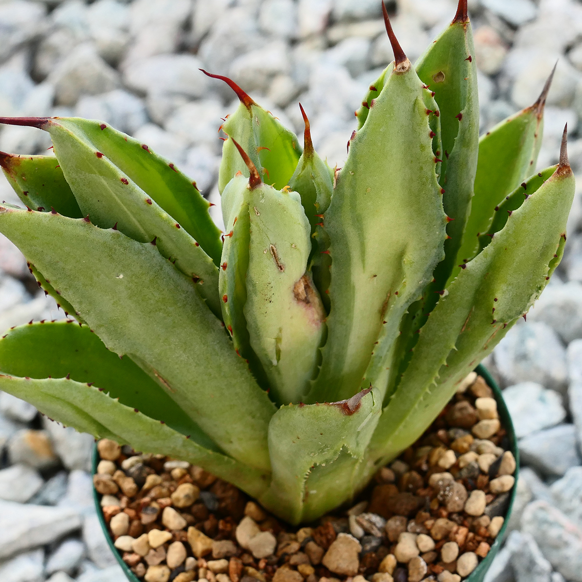 多肉植物 アガベ ポタトラム キュービック 錦 中斑 F3 珍品 希少 Agave potatorum 'Cubic' f.variegata_画像5