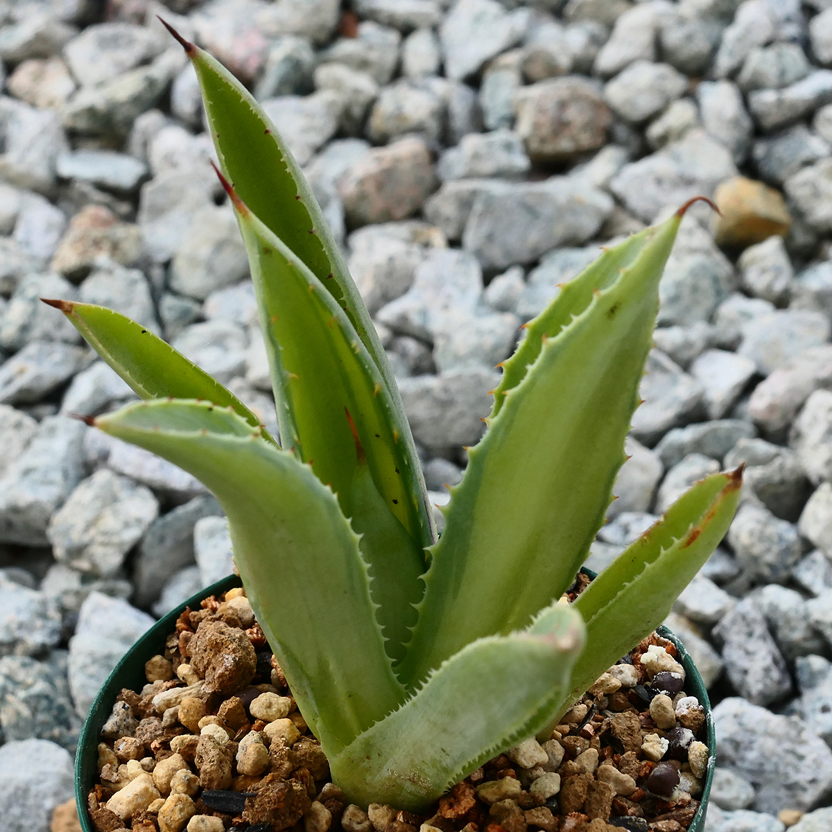 多肉植物 アガベ ポタトラム キュービック 錦 中斑 F6 珍品 希少 Agave potatorum 'Cubic' f.variegata_画像3