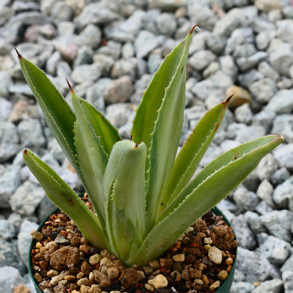 多肉植物 アガベ ポタトラム キュービック 錦 中斑 F6 珍品 希少 Agave potatorum 'Cubic' f.variegata_画像2