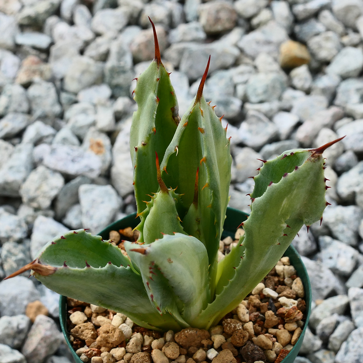 多肉植物 アガベ ポタトラム キュービック 錦 中斑 F7 珍品 希少 Agave potatorum 'Cubic' f.variegata_画像3