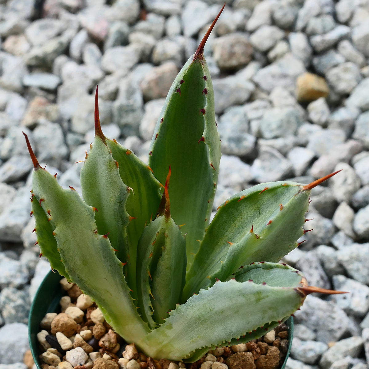 多肉植物 アガベ ポタトラム キュービック 錦 中斑 F7 珍品 希少 Agave potatorum 'Cubic' f.variegata_画像2