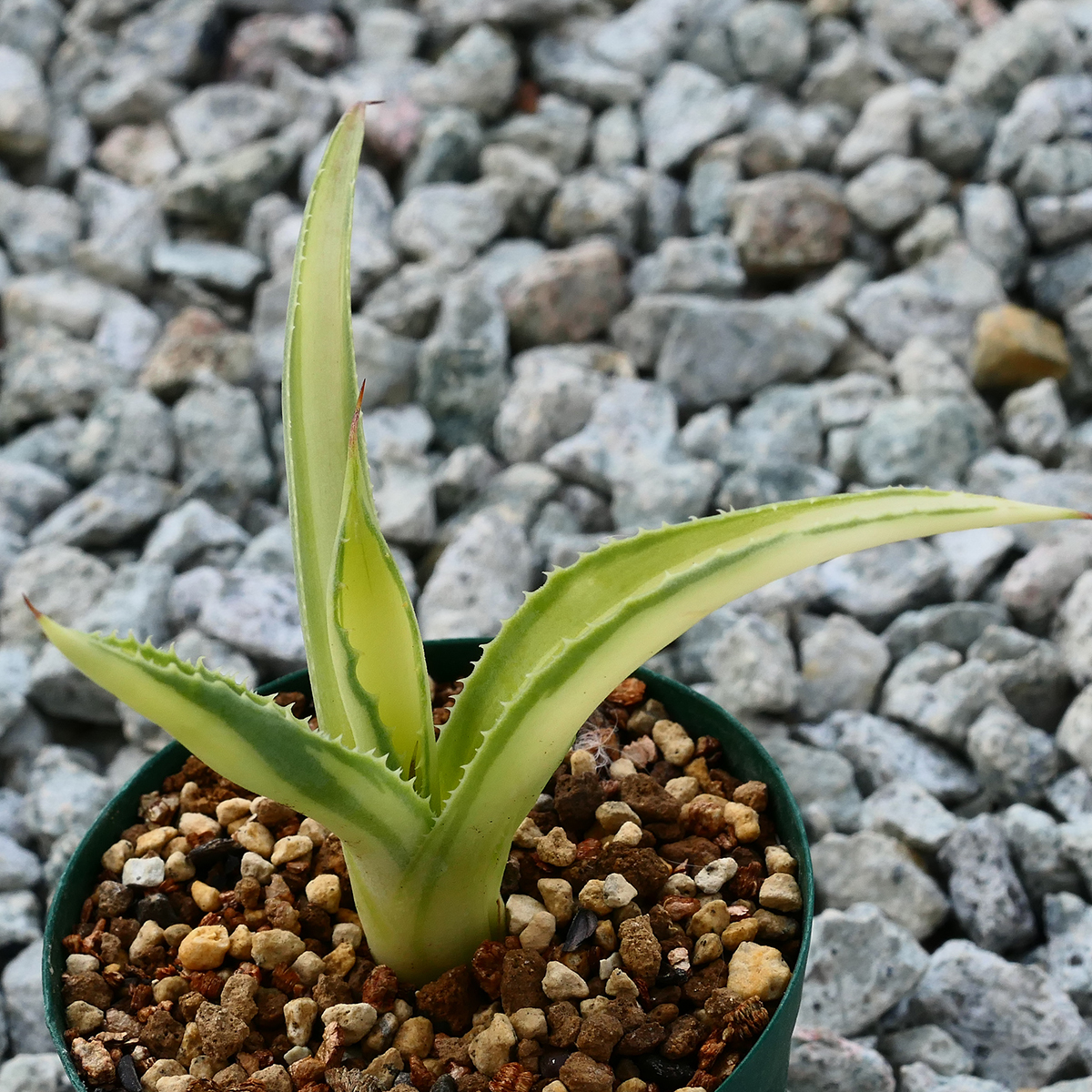 多肉植物 アガベ ポタトラム キュービック 錦 中斑 F8 珍品 希少 Agave potatorum 'Cubic' f.variegata_画像5