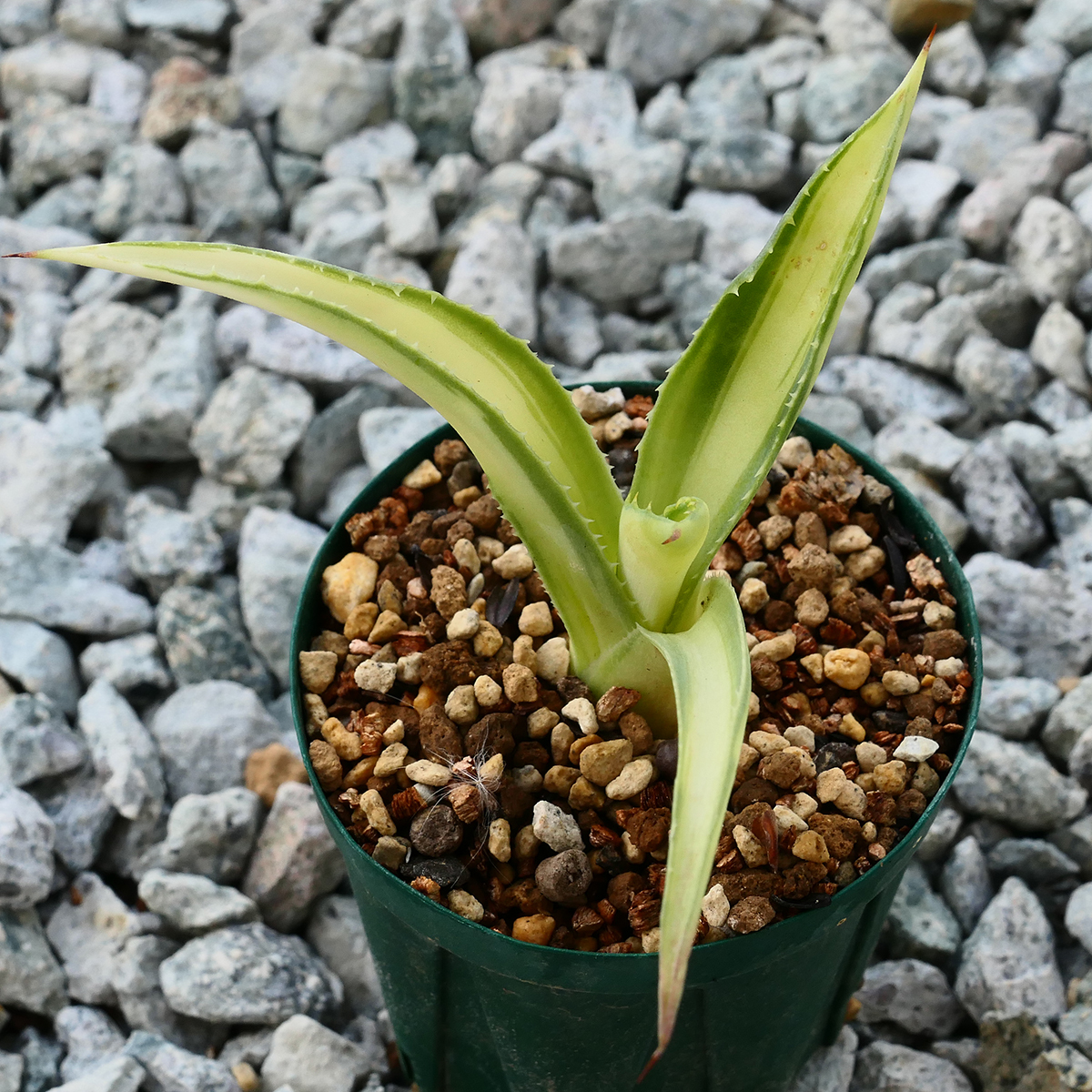 多肉植物 アガベ ポタトラム キュービック 錦 中斑 F8 珍品 希少 Agave potatorum 'Cubic' f.variegata_画像4