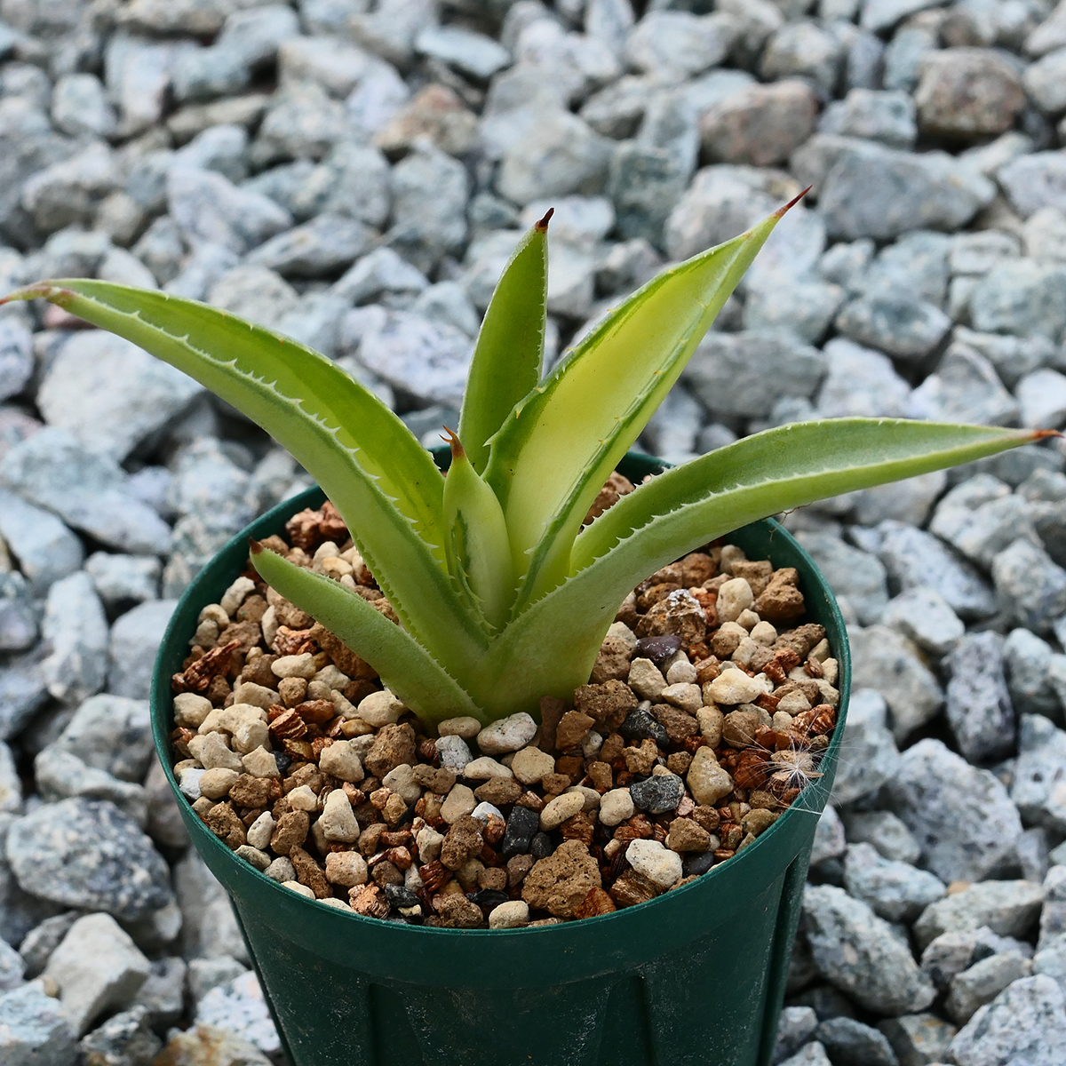 多肉植物 アガベ ポタトラム キュービック 錦 中斑 F9 珍品 希少 Agave potatorum 'Cubic' f.variegata_画像8