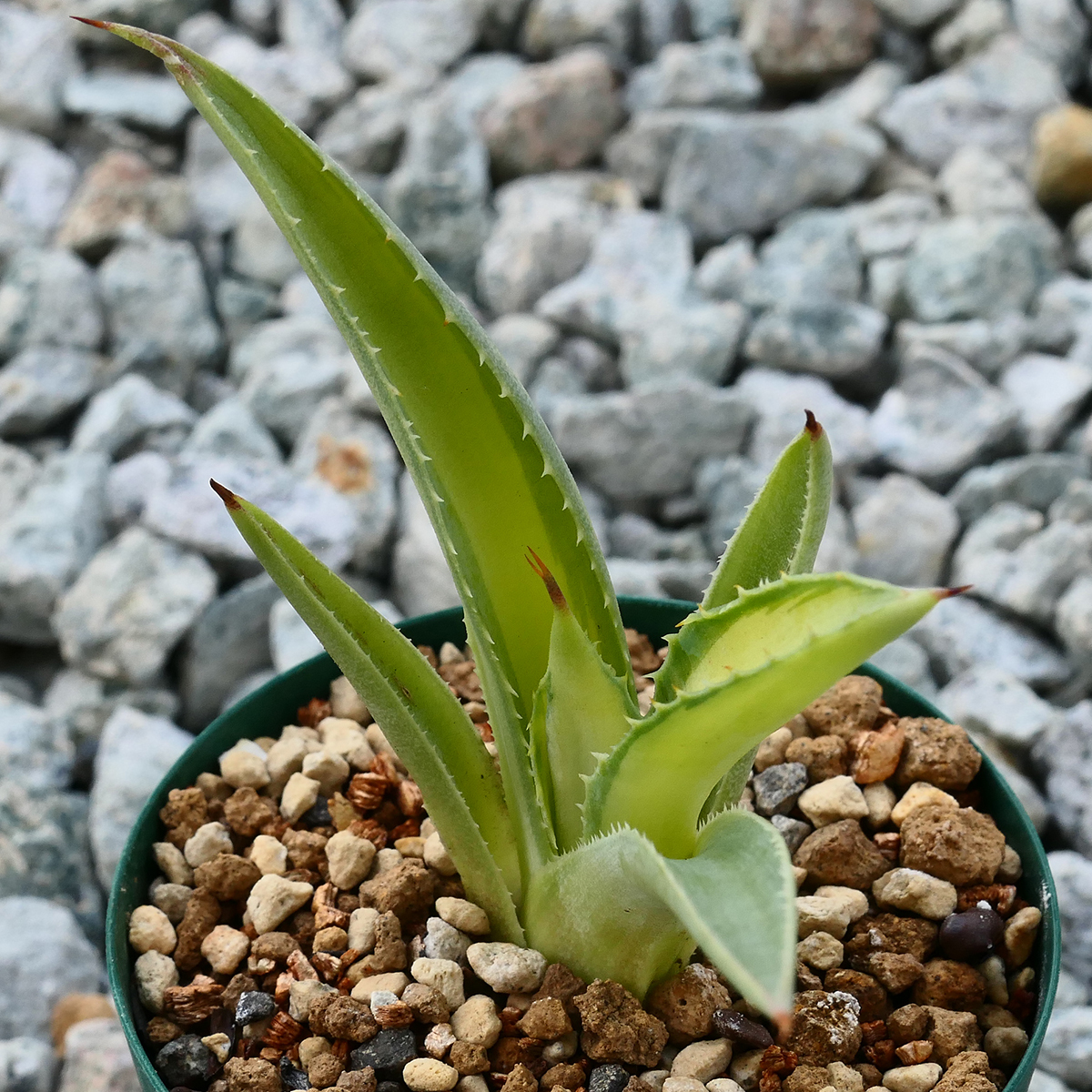 多肉植物 アガベ ポタトラム キュービック 錦 中斑 F9 珍品 希少 Agave potatorum 'Cubic' f.variegata_画像2