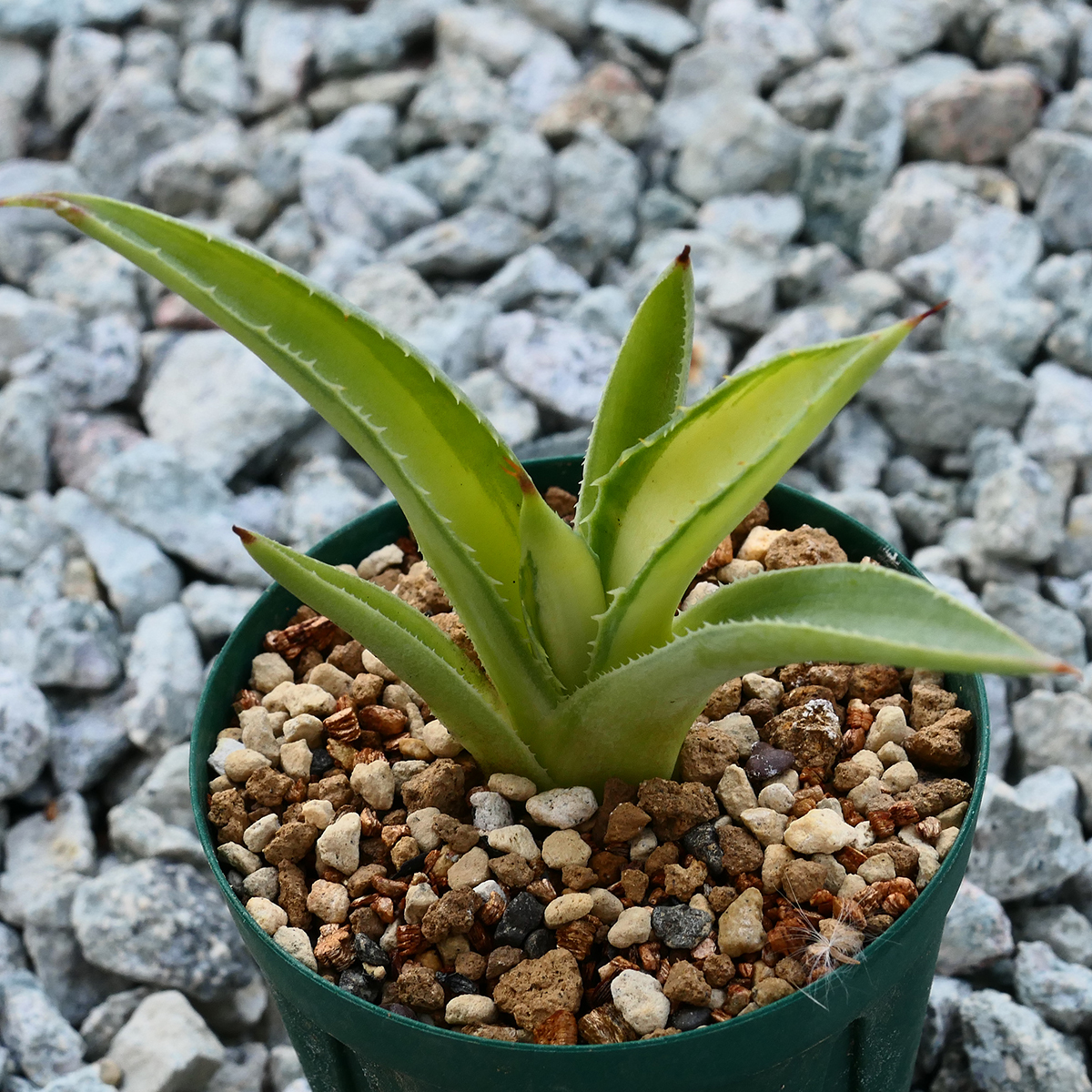 多肉植物 アガベ ポタトラム キュービック 錦 中斑 F9 珍品 希少 Agave potatorum 'Cubic' f.variegata_画像1