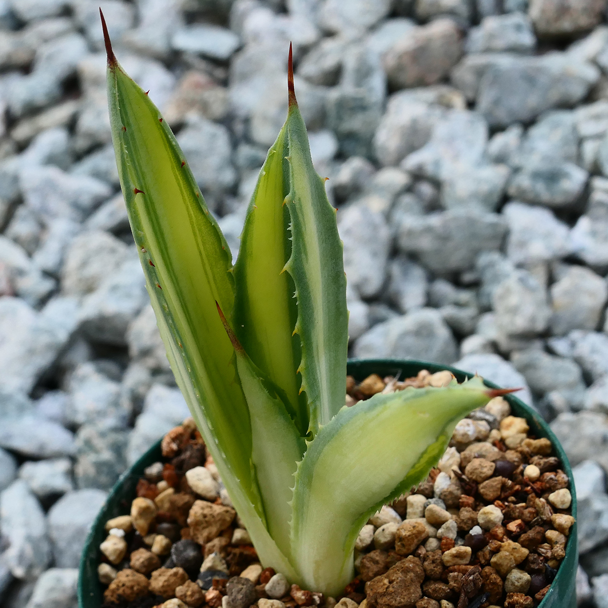 多肉植物 アガベ ポタトラム キュービック 錦 中斑 F10 珍品 希少 Agave potatorum 'Cubic' f.variegata_画像4