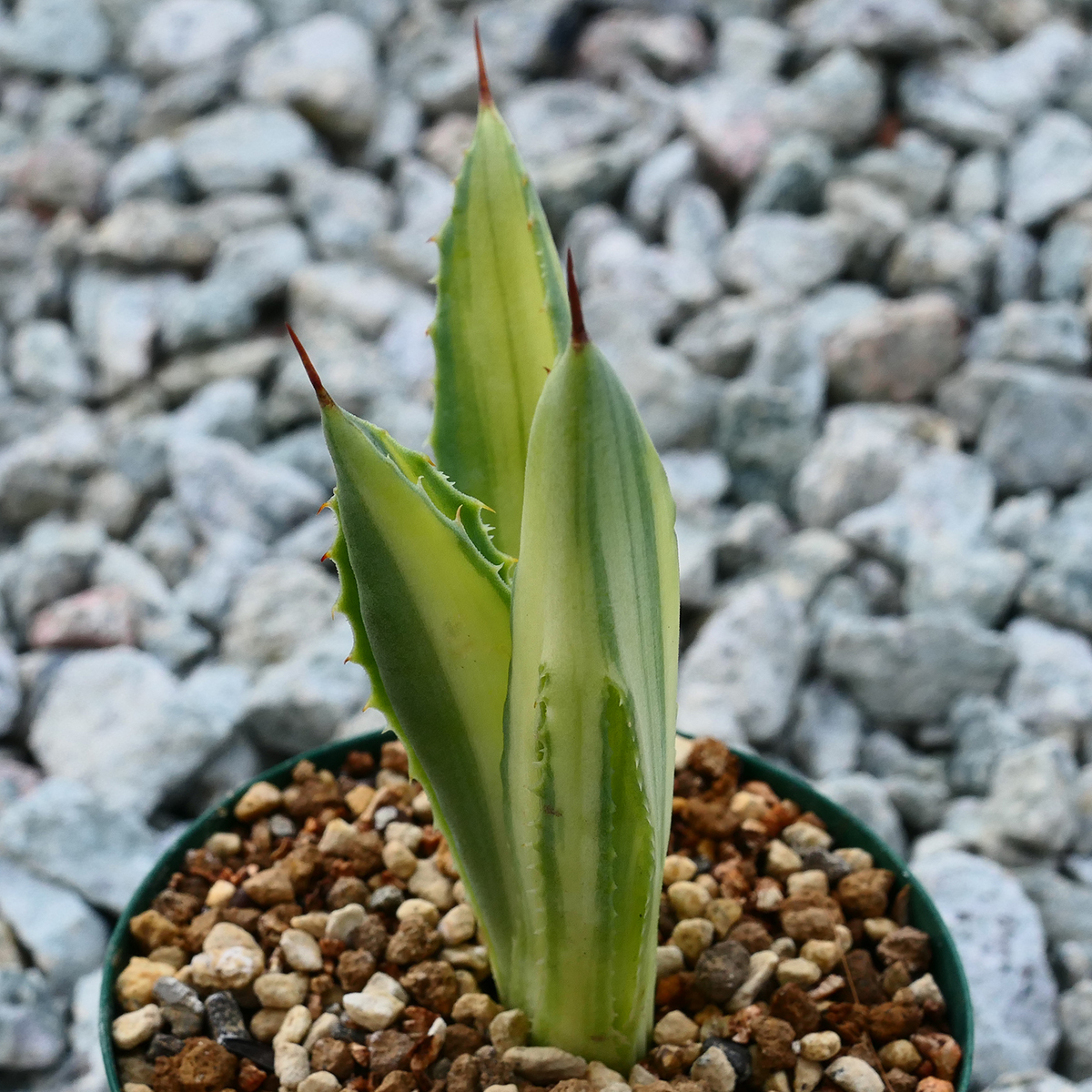 多肉植物 アガベ ポタトラム キュービック 錦 中斑 F10 珍品 希少 Agave potatorum 'Cubic' f.variegata_画像3