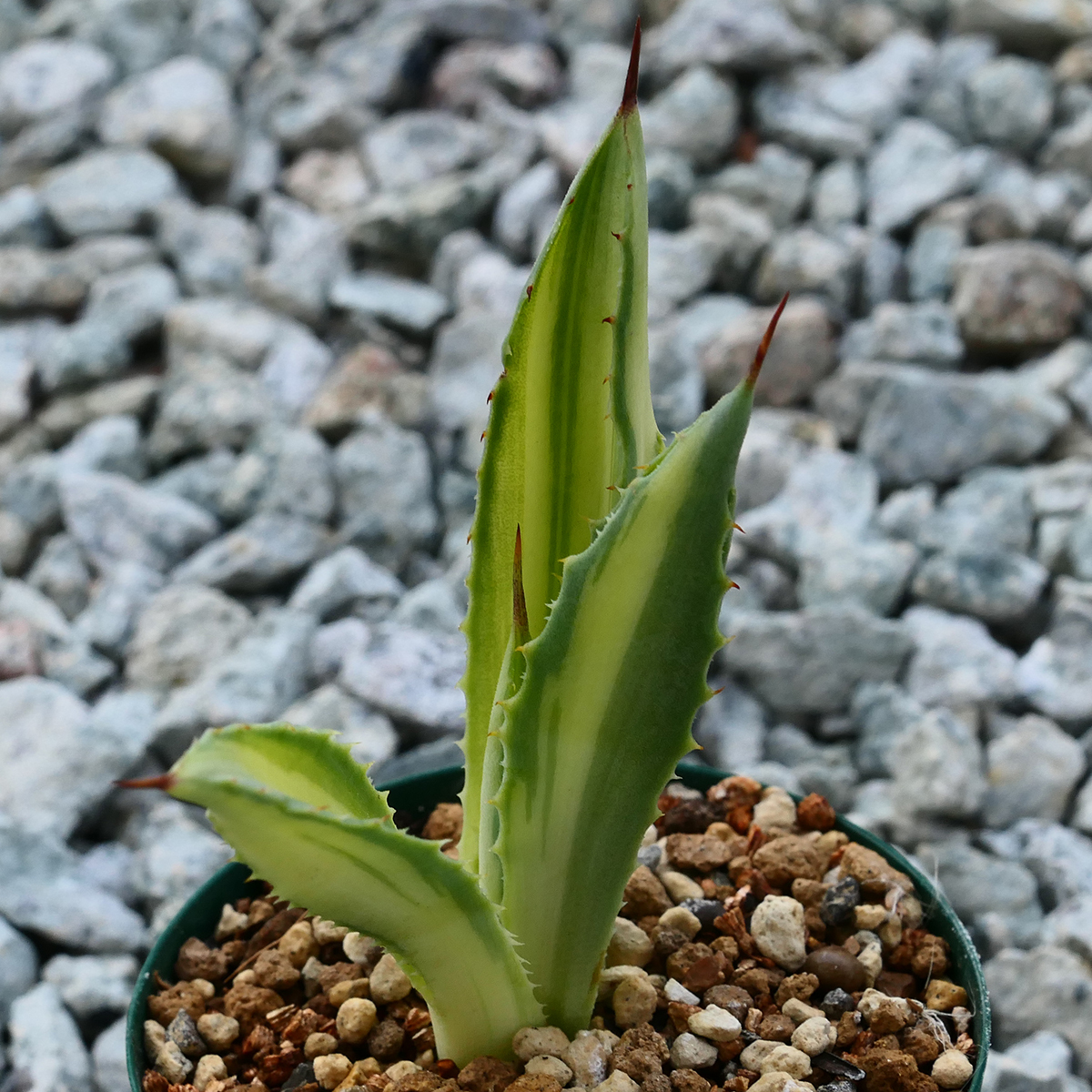 多肉植物 アガベ ポタトラム キュービック 錦 中斑 F10 珍品 希少 Agave potatorum 'Cubic' f.variegata_画像8