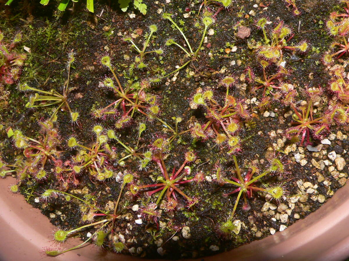 ★☆モウセンゴケ岡山産 開花予定 大株 食虫植物☆★_画像6