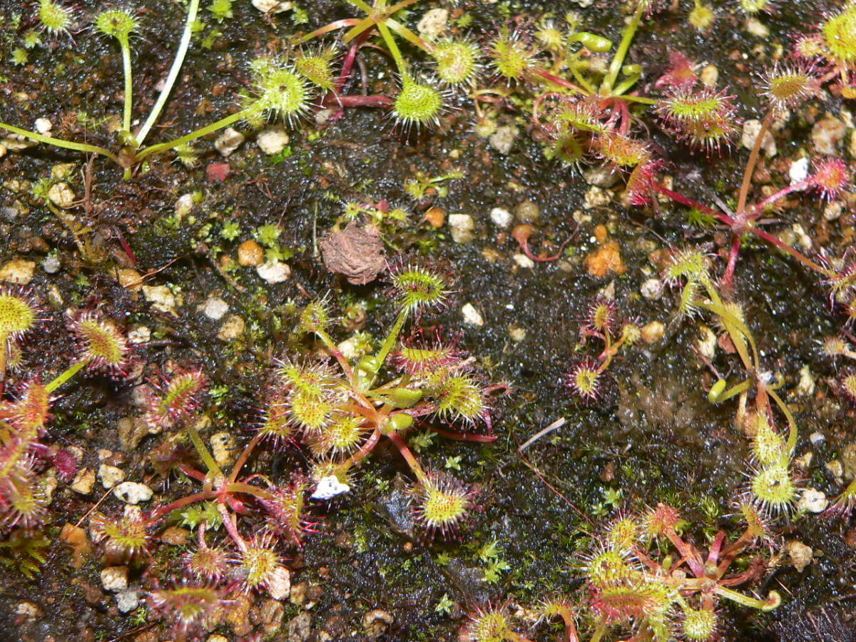 ★☆モウセンゴケ岡山産 開花予定 大株 食虫植物☆★_画像7