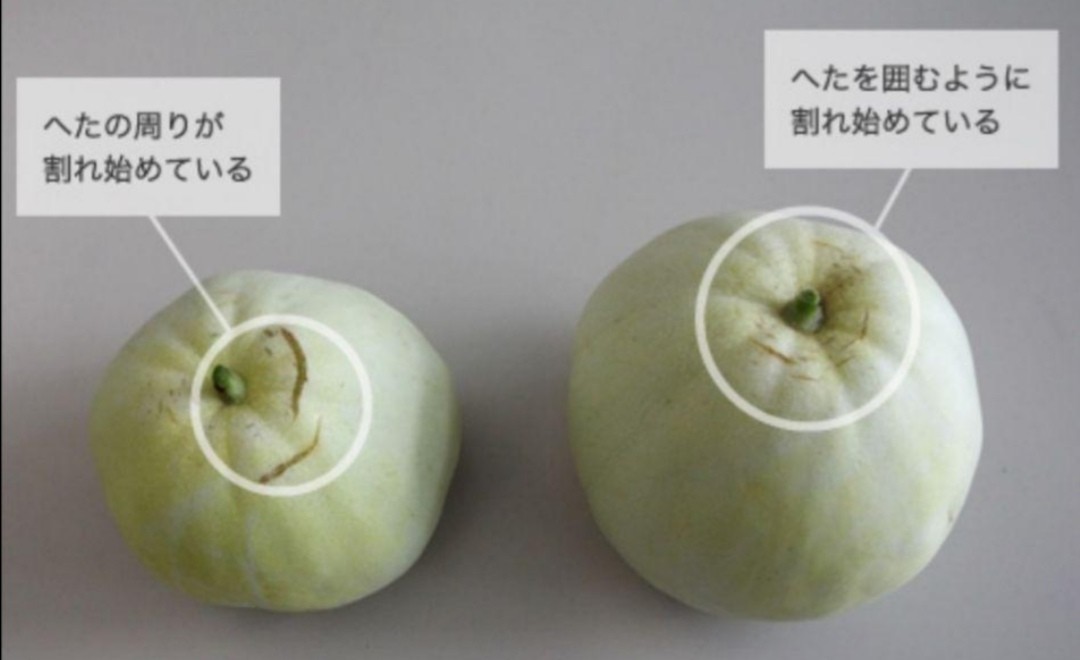 ユニーク野菜 固定種 ニューメロン 種(タネ)50粒の画像3