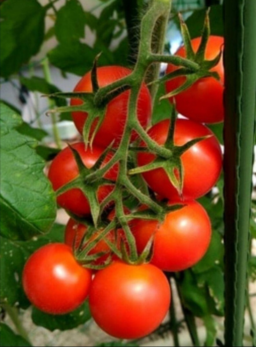 フルーツトマト 種(タネ)30粒の画像1