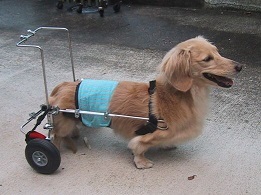 ヤマペットの小形犬用車椅子 レンタル・車いす・車イス ヤマペットの小形犬用車椅子 レンタル・車いす・車イス
