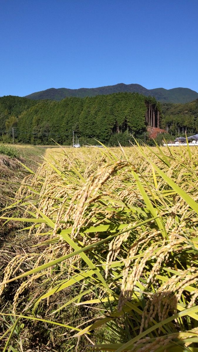 無施肥無農薬栽培自然米・MOA自然農法認証済・ヒノヒカリ玄米10kg・精米可 