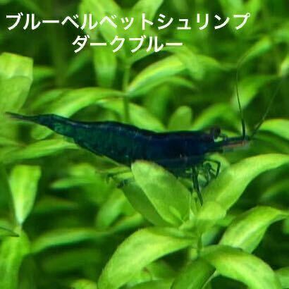[L size ] blue bell bed shrimp dark blue 20 pcs 