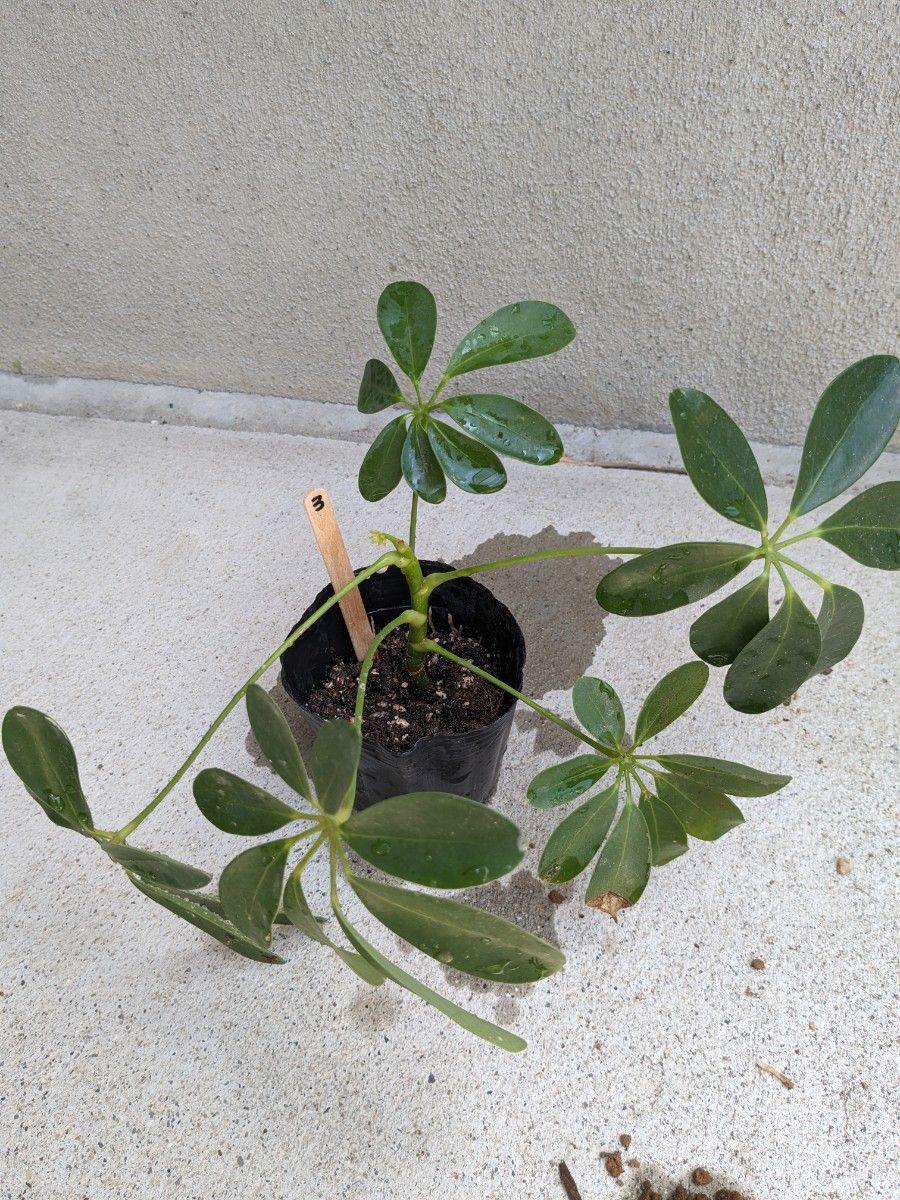 カポック 観葉植物 苗木 抜き苗