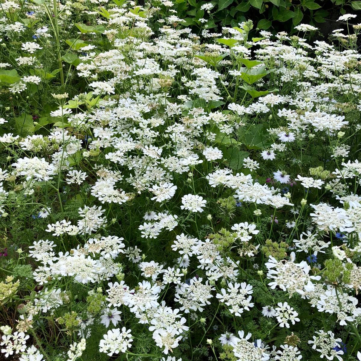 オルレア　花の種