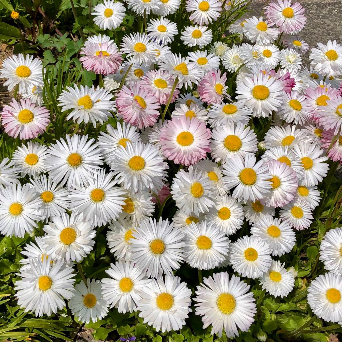 イングリッシュデージー 花の種