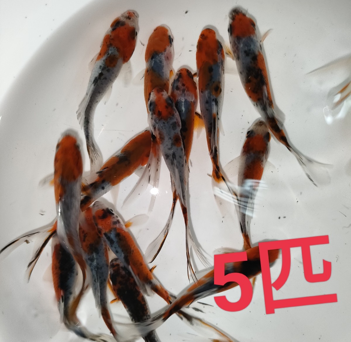 . writing gold 5 pcs set 6-7cm about commodity explanation please read! [AquaShop..] goldfish Japanese wakin kya Rico 