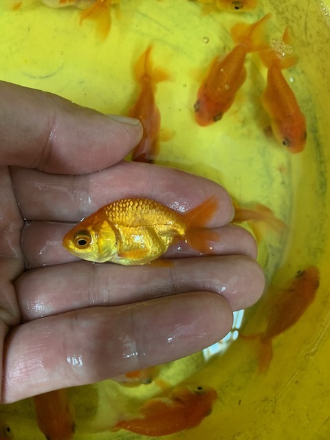 * prompt decision * golgfish 3 pcs ±4cm lion head lunch .u goldfish orchid .